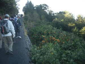 道の右下にはみかん畑が広がる