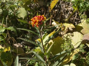 珍しい花「トウワタ」が道端に