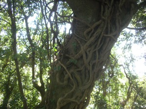 このような樹木の幹は珍しい