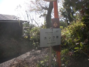 柳井市の銘木「カシワ」標識