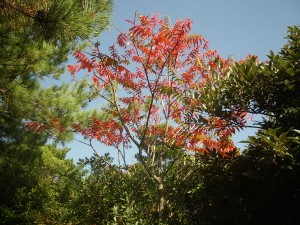 小さい秋見つけた！