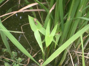 幅の広い葉のオモダカ