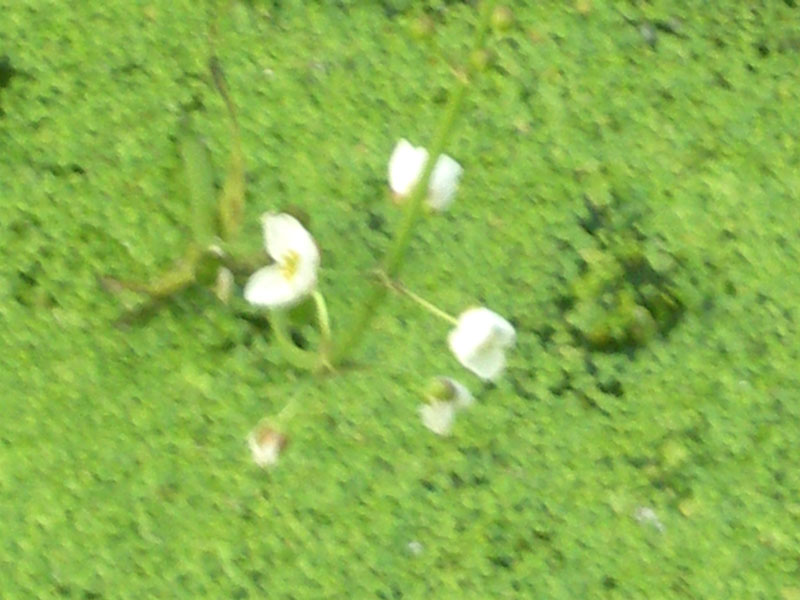 初めて見るオモダカの花