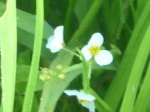 オモダカの花