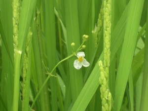 雨上がりのオモダカの花