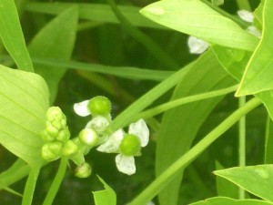 雨上がりのオモダカの花