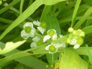 雨上がりのオモダカの花