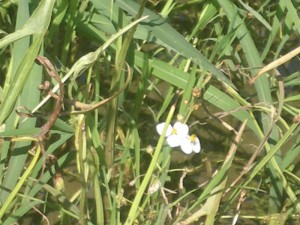 オモダカの花