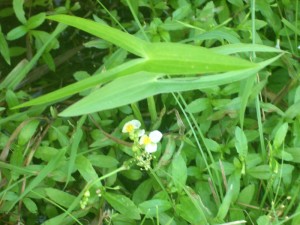 オモダカ（最初の標的地）