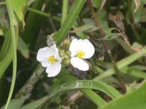 オモダカの花