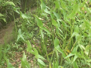 休耕田オモダカの群生