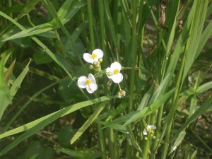 立派なオモダカの花