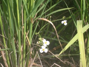 稲株の根本の花