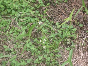 オモダカの花