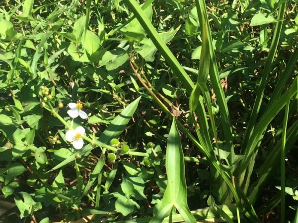 オモダカの花