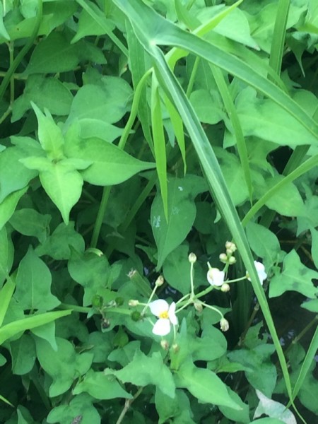 オモダカの花