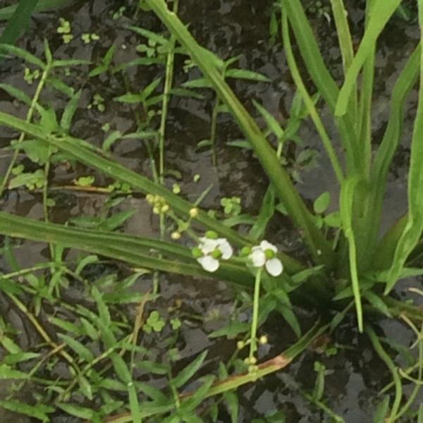 オモダカの花