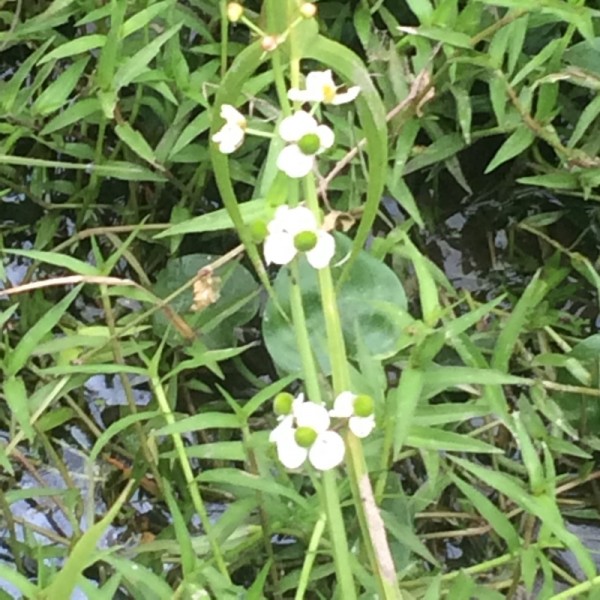 オモダカの花