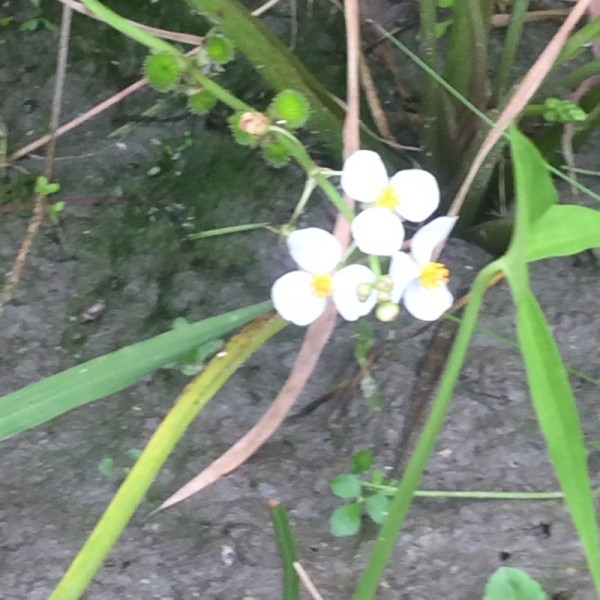 オモダカの花