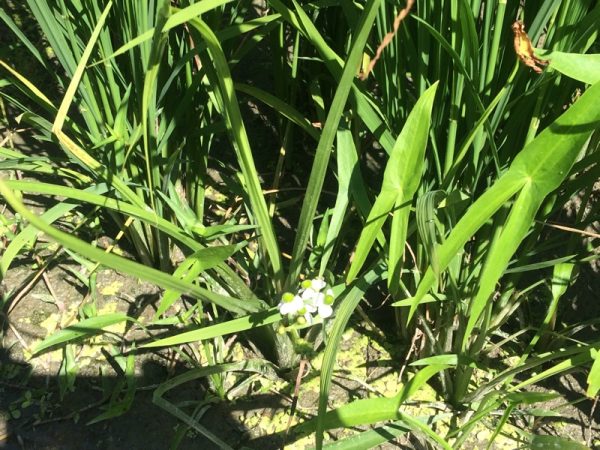 オモダカの花