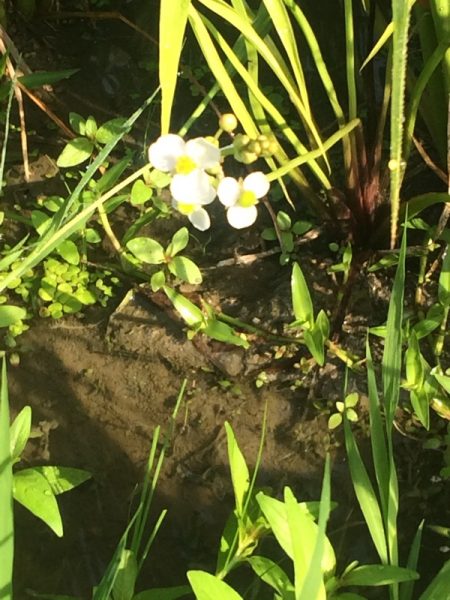 オモダカの花