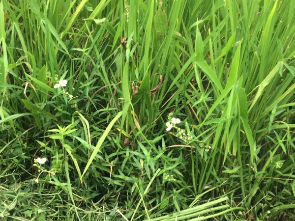 オモダカ「葉と花）