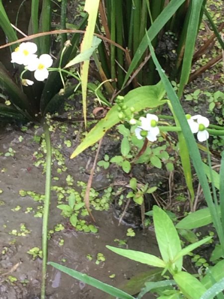 オモダカの花