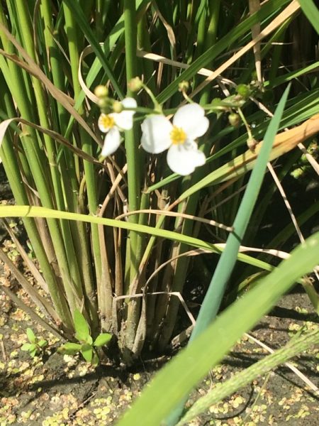 オモダカの花　（令和元年）