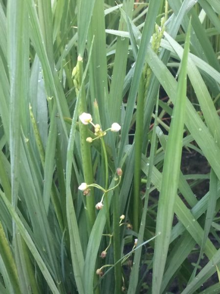 オモダカの花