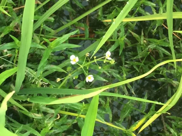 オモダカの花