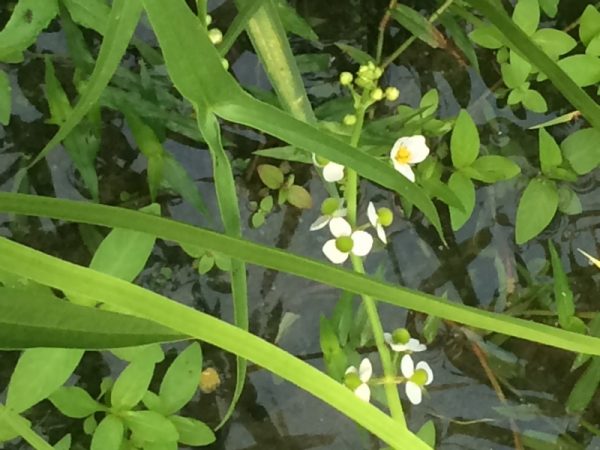 オモダカの花