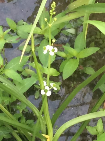 オモダカの花