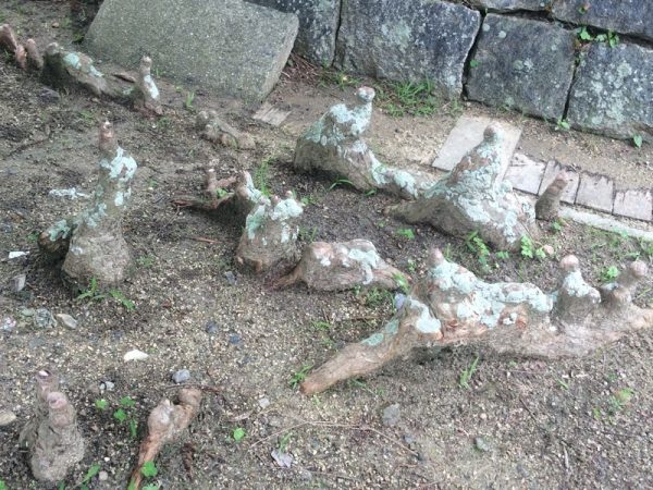 ラクウショウの気根群