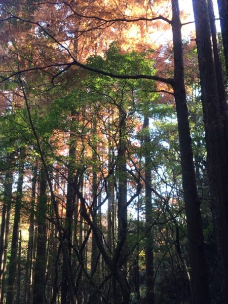 ラクウショウの紅葉