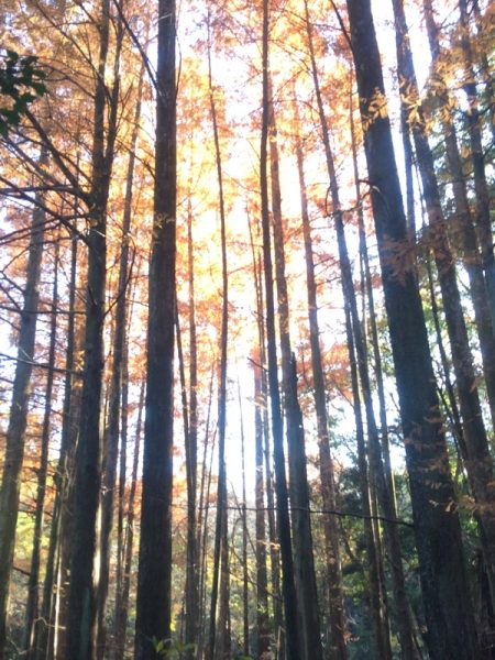 メタセコイア樹林