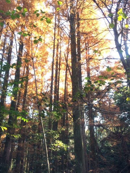 ラクウショウの美しい遠景