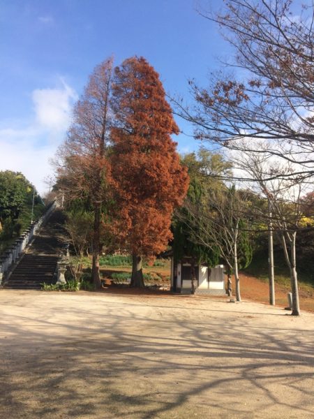 ラクウショウの遠景