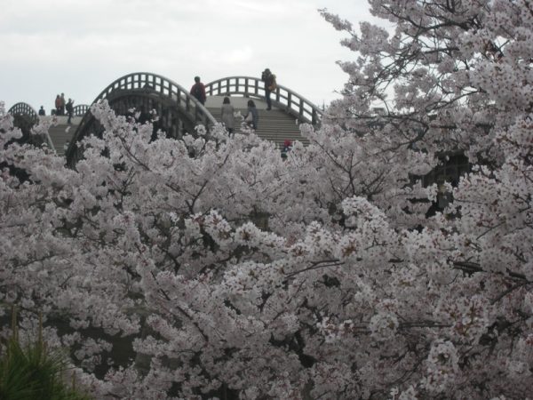 桜花爛漫の春